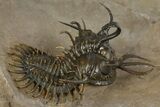 Short-Fork Walliserops Hammi Trilobite - Foum Zguid, Morocco #345190-3